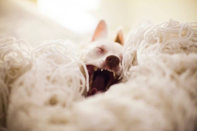 Hund gähnt zwischen Kissen und Decken